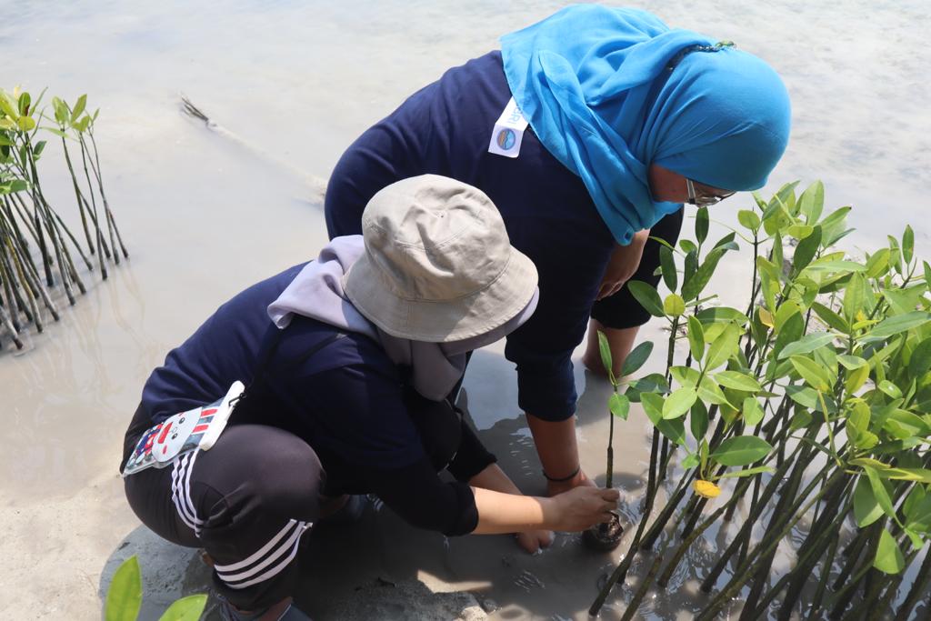 BRI bibit mangrove