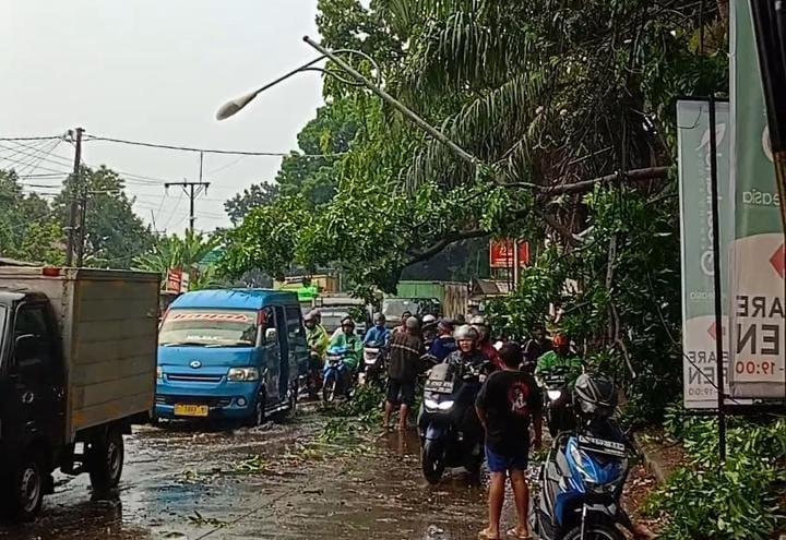 pohon tumbang Bogor