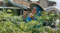 BRInita Urban Farming