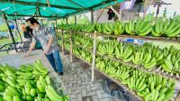 Cerita Klaster Pisang Cavendish di Pasuruan