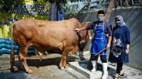 BRI (4) Peternak Kambing BRI