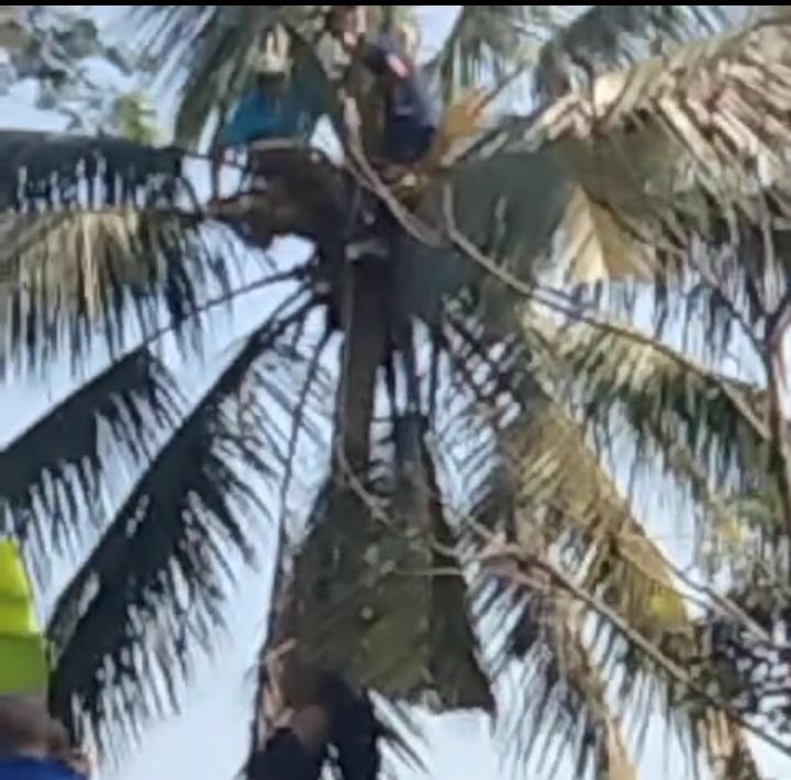 Warga Bogor Geger, Seorang Warga Meninggal Dunia di Atas Pohon Kelapa